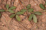 Creeping lespedeza